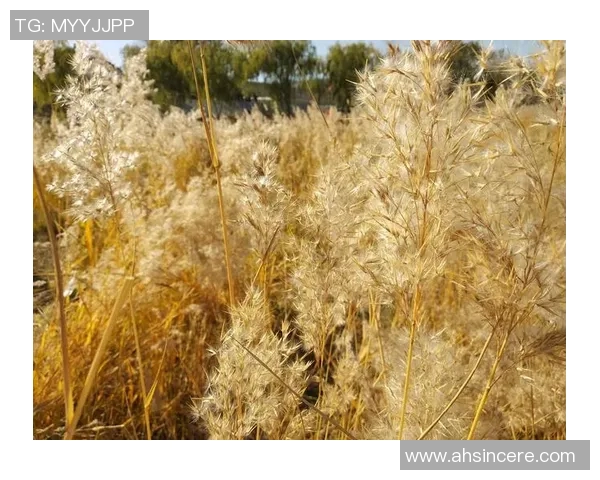 与杨敏畅谈王者荣耀的成长历程与职业生涯的点滴回忆 与杨敏畅谈王者荣耀的成长历程与职业生涯的点滴回忆